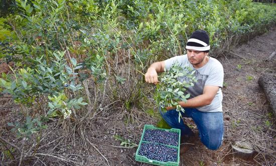 Arrancó la cosecha de arándanos en San Pedro y esperan suba en demanda