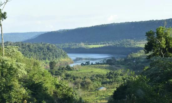 Proyectan plantar más de 36.000 árboles nativos en San Pedro durante 2025