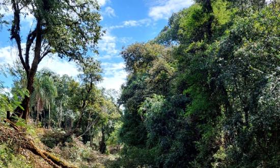 Denuncian presunto desmonte en ribera del arroyo Los Muertos