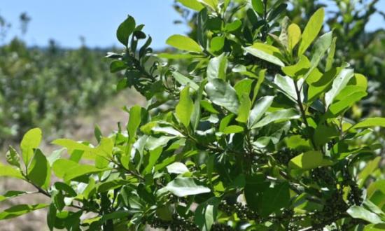 Industria y el Gobierno de Corrientes pegaron el faltazo y se cayó la reunión de precios convocada por el INYM