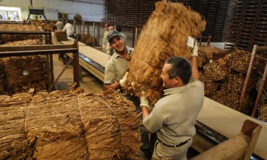 Coninagro marcó a la yerba, el tabaco y la forestación como productos en...