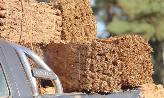 Buscan crear Mesa de Concertación del Precio del Tabaco en Misiones