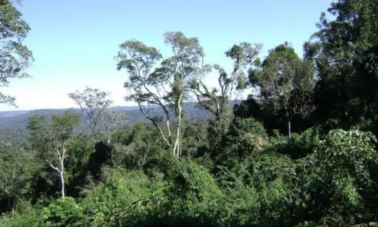 Se hará el VI encuentro Sanar con la Naturaleza: dictarán talleres gratuitos sobre usos y beneficios de las plantas medicinales para nuestra salud