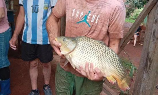 Cosecha de pescados para la Fiesta del Piscicultor en El Soberbio...