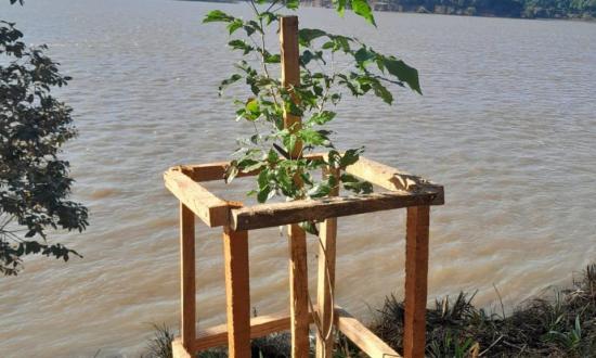 Más plantines en la Corredera