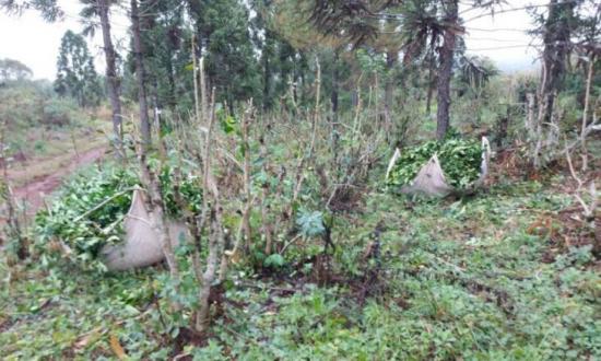 Robos de yerba y daños en las plantaciones: “Sabemos quiénes son y continuaremos con los reclamos y denuncias”, sostuvo un productor