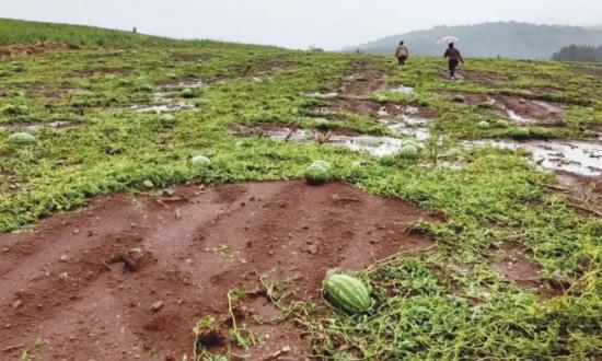 La lluvia perjudicó gran parte de las plantaciones