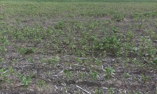 Se perdió casi el 50% de la soja: la sequía impacta de lleno...