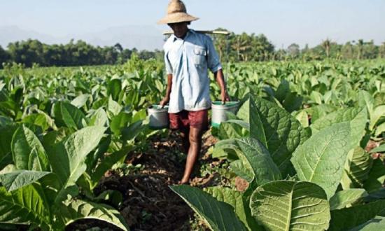 A partir del 10 de noviembre estarán depositando el décimo pago del retorno a los productores tabacaleros