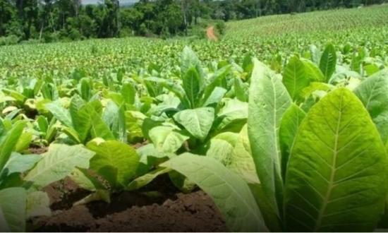 Incertidumbre de tabacaleros por pérdidas de la próxima cosecha