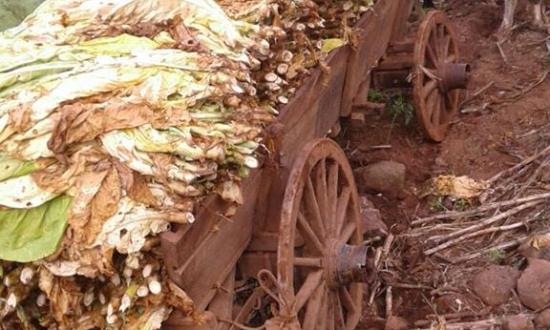 Tabaco: mientras siguen las negociaciones con la Nación por un dólar diferencial, buscan reforzar los controles de la producción que transita Misiones