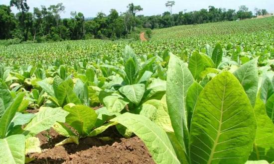 El próximo viernes 17 estará disponible el pago de la caja verde para tabacaleros, beneficio que alcanzará a más de 9 mil productores