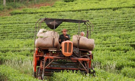 Sin acuerdo en la actualización del precio del té: “Hay un abuso de poder de la industria por sobre los productores”, sostuvo Cristian Klingbeil