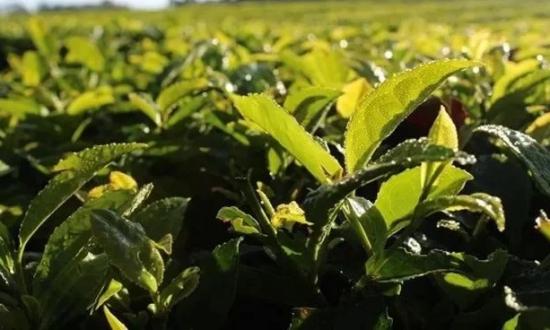 Actualizaron el precio del té en Misiones: se fijó a 42 pesos el kilogramo de hoja verde