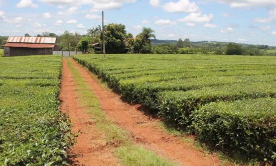 El té no repunta en Misiones y productores abandonan la actividad