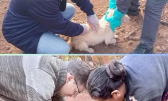 Continúan vacunando a mascotas