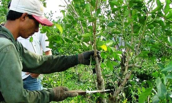 El INYM espera la resolución de la Comisión Asesora Regional N°9 para definir los precios de la yerba mate en Argentina