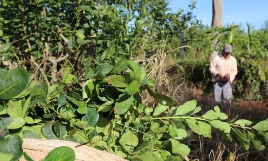 Una medida judicial pone freno a las importaciones de yerba mate
