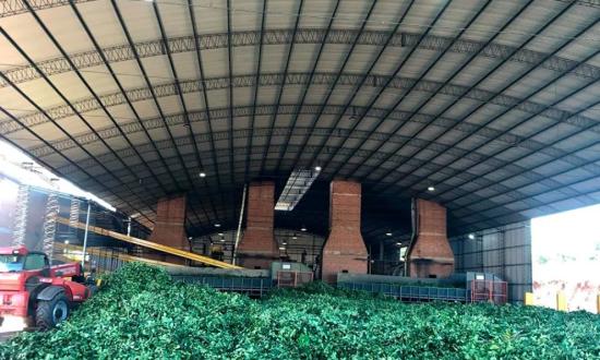 La yerba mate nuestra gana mercados en formato de "bebidas energéticas"...