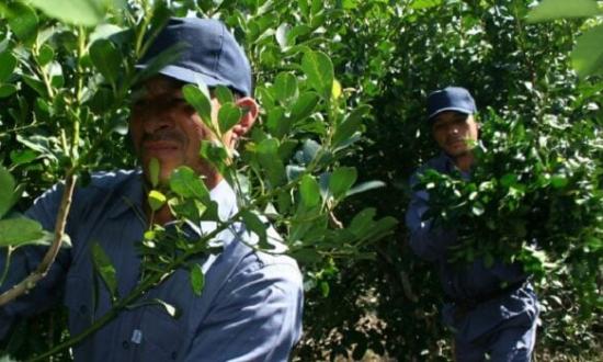 Yerba mate: Nación laudó nuevos precios para la materia prima con un aumento interanual de 142%