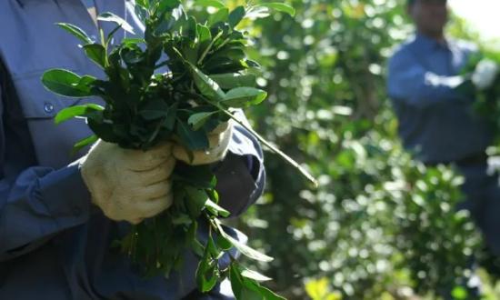 El Inym resolvió establecer en forma mensual precios de referencias para la hoja verde y canchada de la yerba