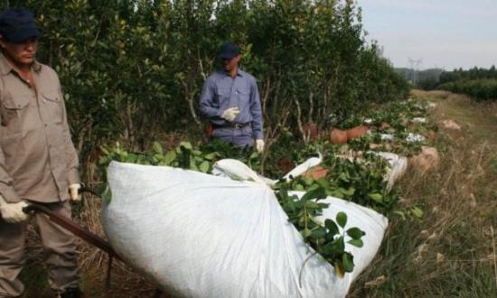 Revés contra la desregulación yerbatera: la Cámara Federal de Posadas ratificó el fallo contra el DNU