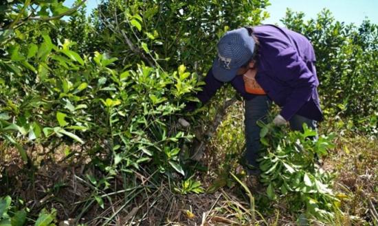 Arrancó la zafra yerbatera y anticipan mermas por los efectos climáticos...
