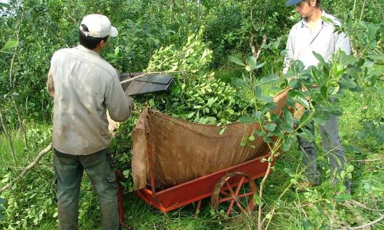 Oscar Herrera Ahuad compartió la mañana de trabajo con tareferos...