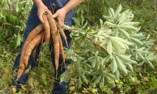 Misiones logra cosecha récord de mandioca...
