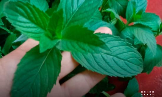 Se realizó la entrega de plantines aromáticos en El Soberbio...