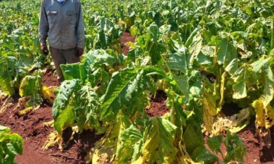 Por el clima se perdió entre un 11 y un 12% de la producción de tabaco