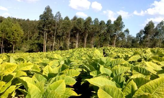 La evasión de Sarandí le genera una pérdida de $16 mil millones a Misiones