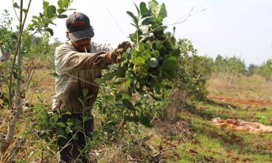 Tareferos acordaron 61% de aumento para la cosecha gruesa